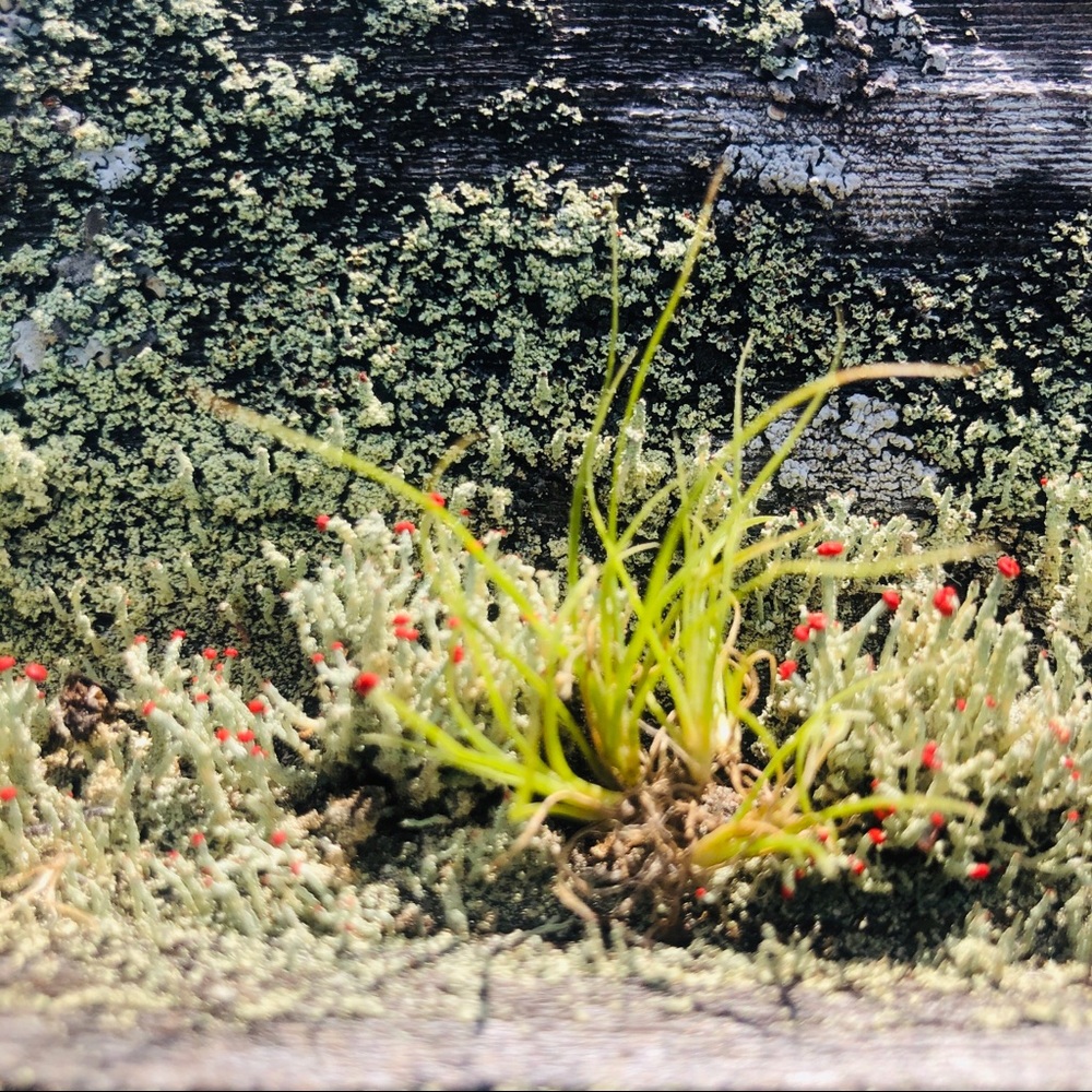Baby Tillandsia (Airplants)